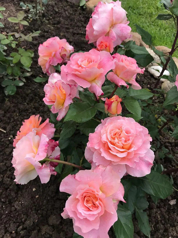 🌹 Elegant Climbing Rose Flower Seeds- 9 Rare and Breathtaking Colors Seeds